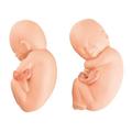 3B Scientific Anatomical Models, L10/7: Fetus 1020702